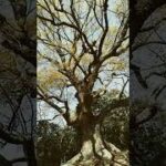 Thumbnail of related posts 154